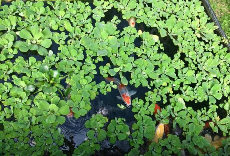 Water Lettuce in Aquarium Care Guide, Growing Tips and Benefits