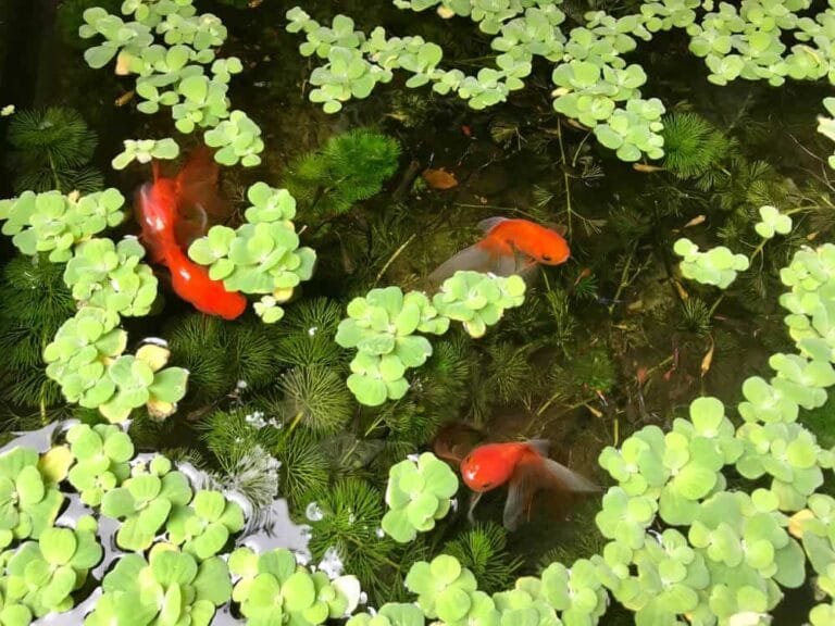 Water Lettuce in Aquarium Care Guide, Growing Tips and Benefits