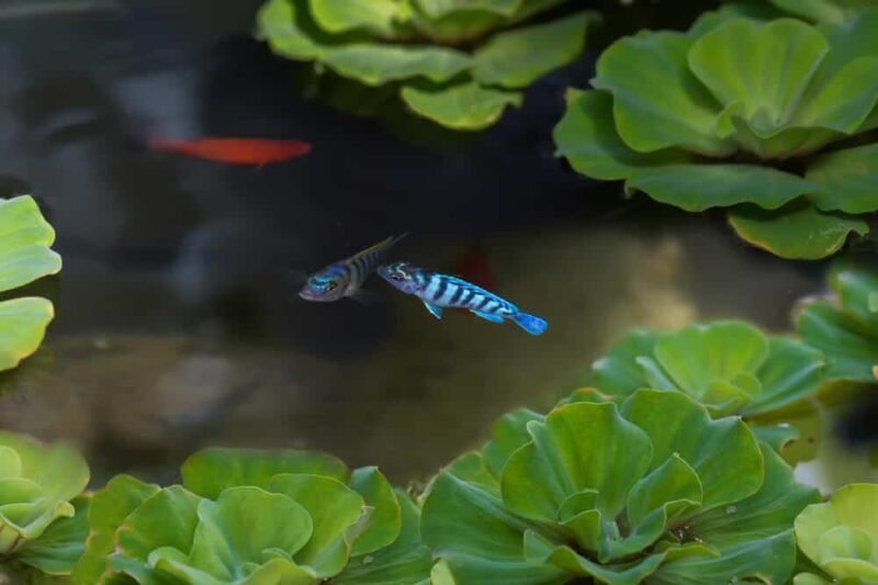 how to grow water lettuce in aquarium