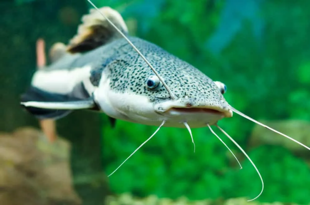 The Red Tail Catfish Care: A Guide For Aquarists