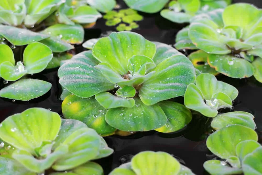 Water Lettuce in Aquarium: Care Guide, Growing Tips and Benefits