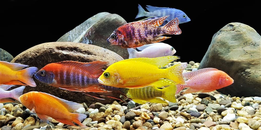 Are Peacock cichlids aggressive