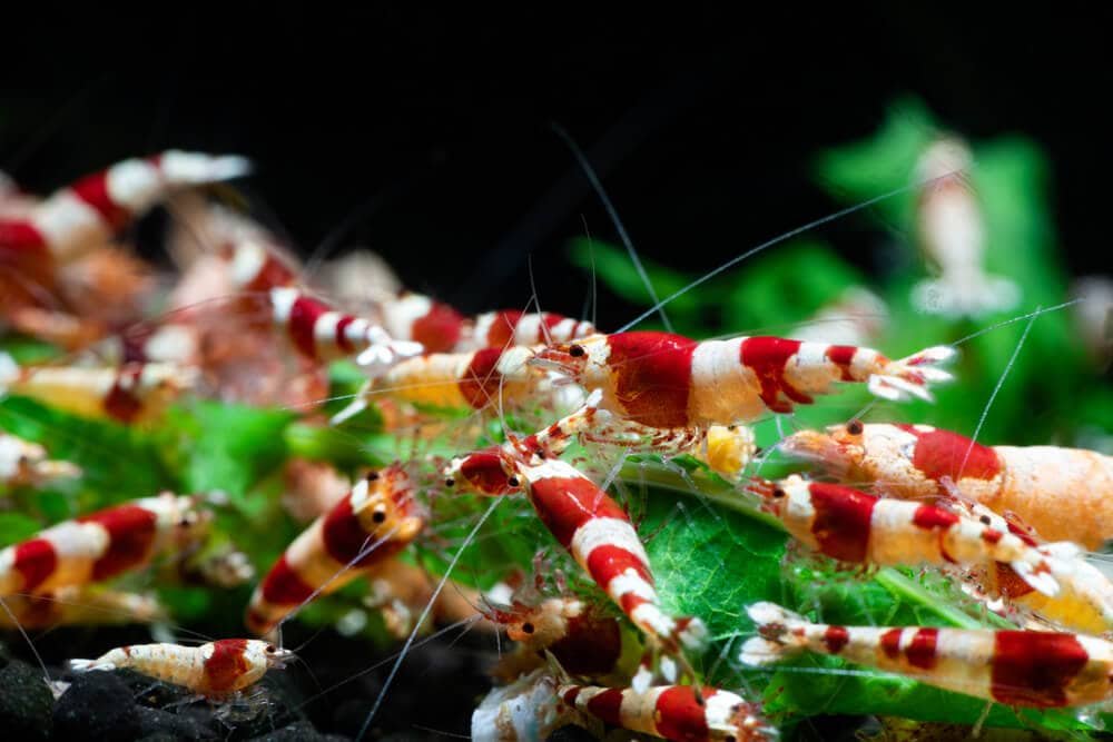 Breeding Crystal Red Shrimp