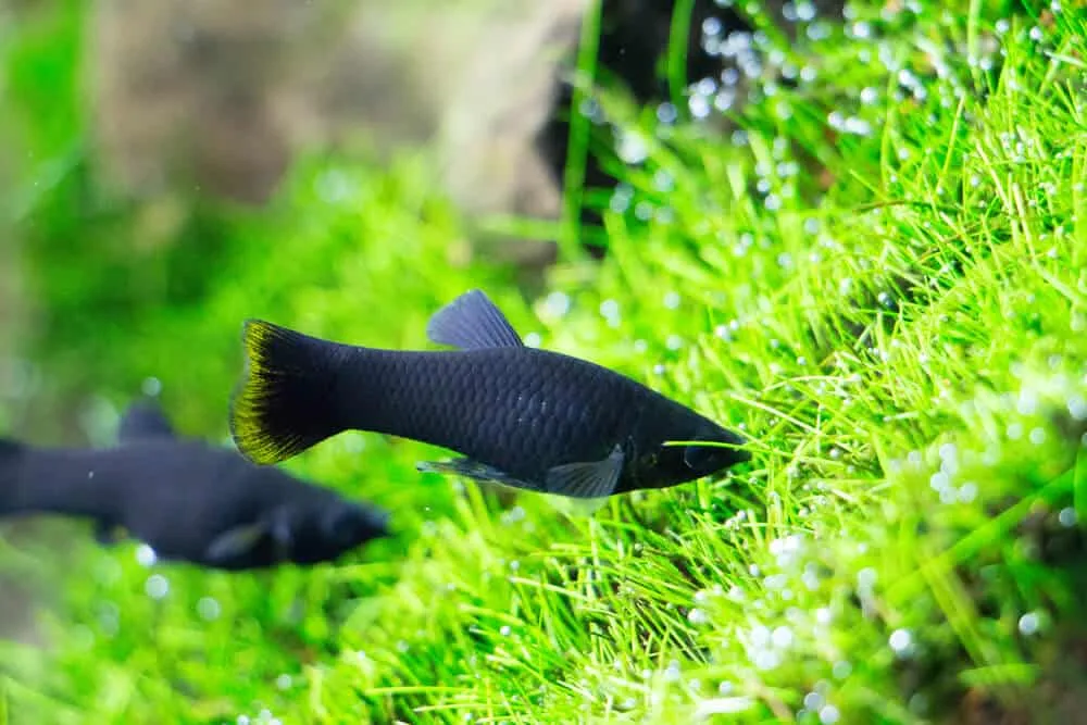 Can Molly Eat Algae Wafer | Fishkeeping Adventure