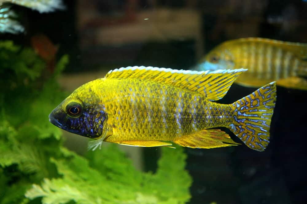 Can Peacock cichlids live in a community tank
