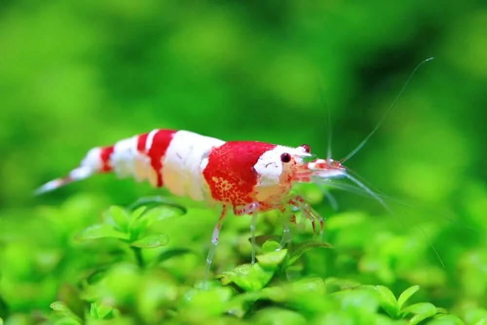 Crystal Red Shrimp Care Guide: Diet, Size, Breeding And Lifespan
