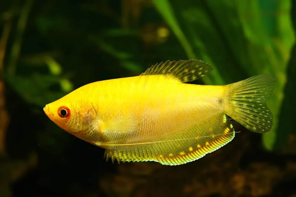 Honey Gourami Tank Mates | Fishkeeping Adventure