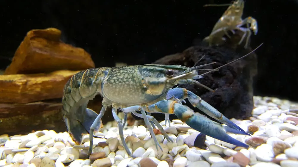 How do you keep a crayfish as a pet | Fishkeeping Adventure