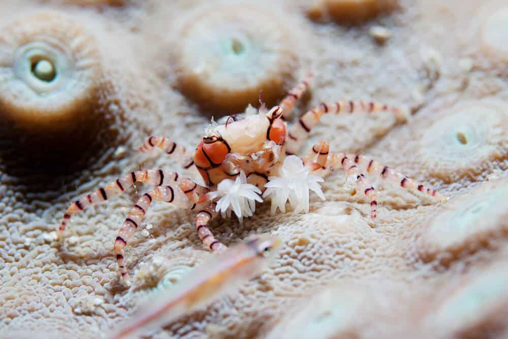 How do you take care of pom pom crabs