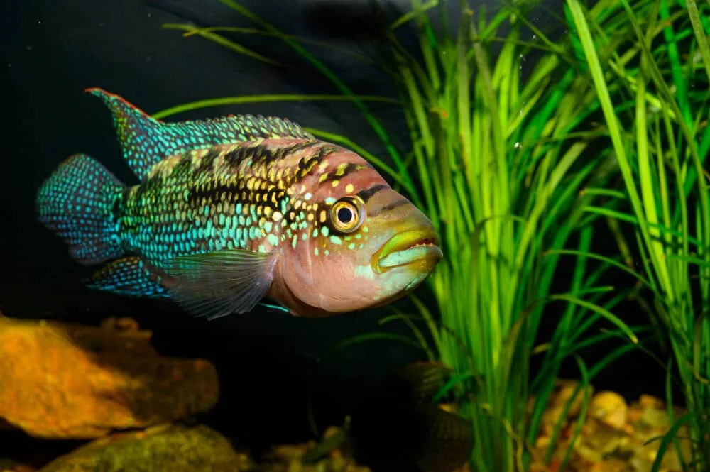 Jack Dempsey Cichlid Care Guide: Lifespan, Feeding, Diet And Size
