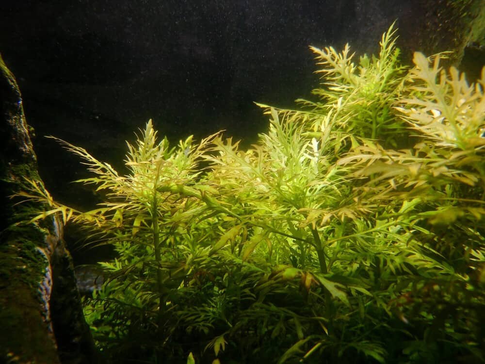 Water Sprite Aquarium Plant