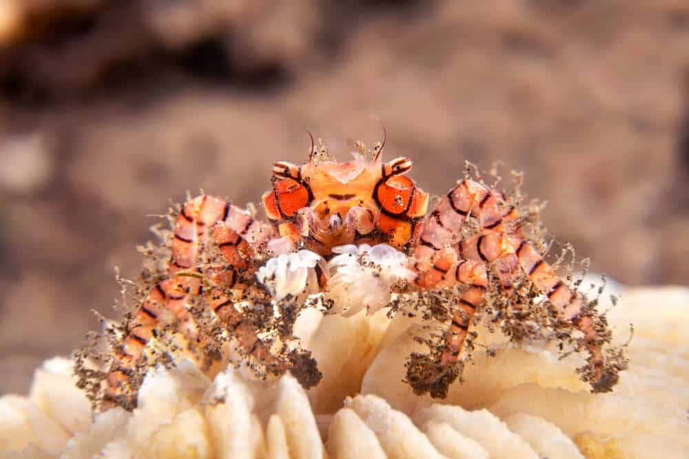 What do pom pom crabs eat | Fishkeeping Adventure