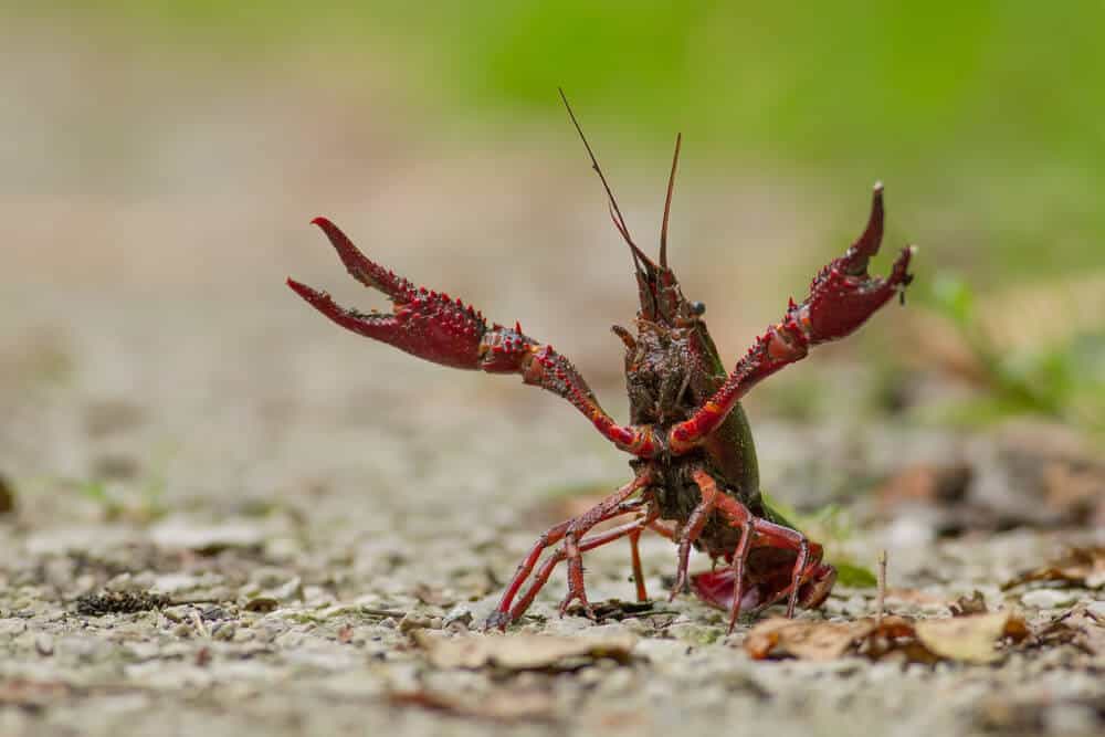 What human food can crayfish eat