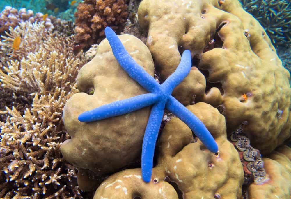 What Do Starfish Eat? Best Guide To Feeding, Diet and Nutrition