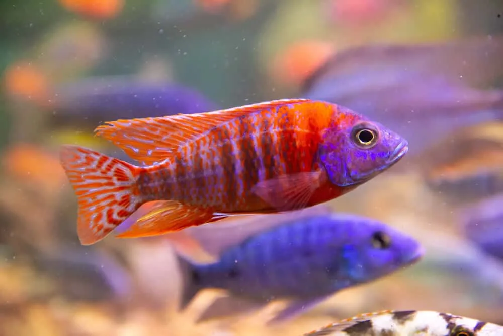 Peacock Cichlid Care Guide 101: Types, Tank Setup And Tank Mates
