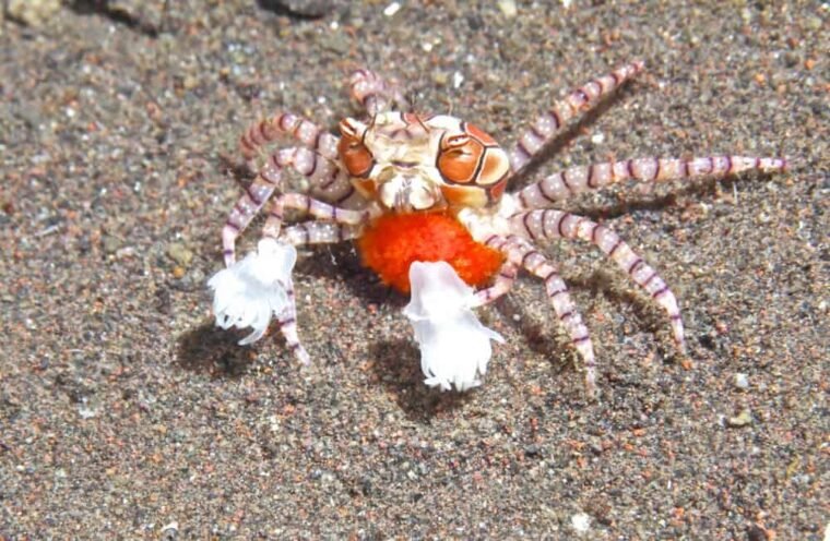 Pom Pom Crab Care Thorough Guide Diet Size And Tank Mates pom-pom-crab-care-thorough-guide-diet-size-and-tank-mates