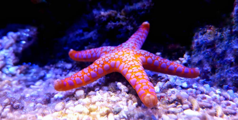 what do starfish eat