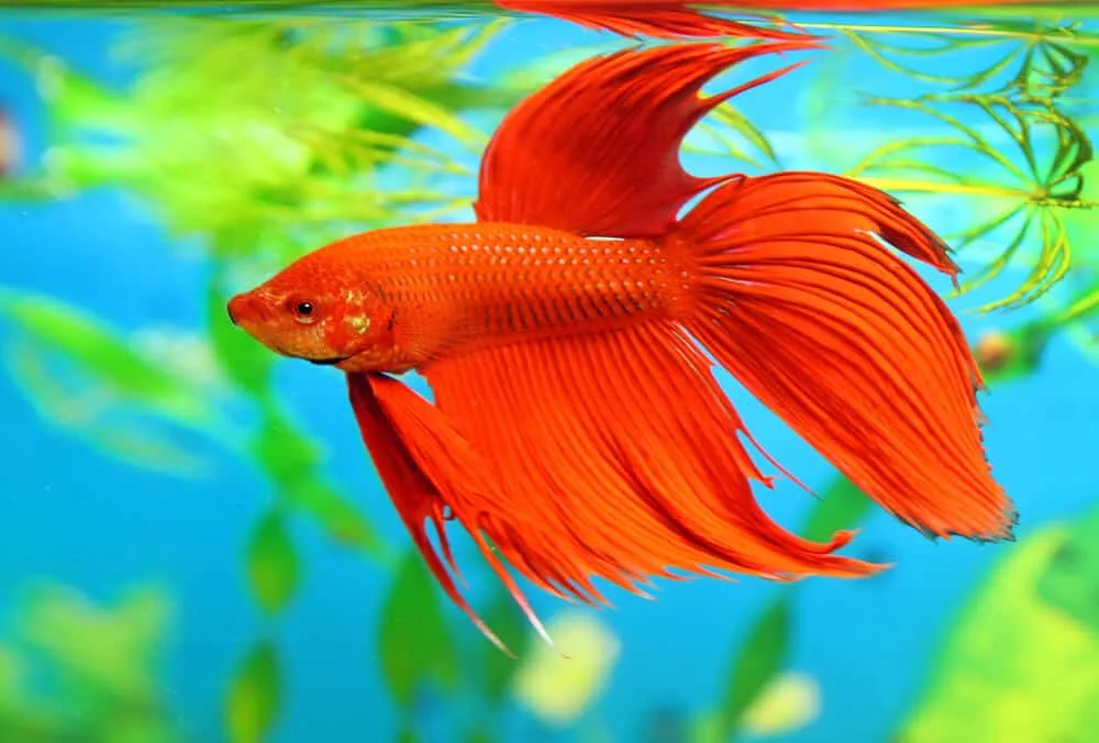 Betta Fish Not Eating | Fishkeeping Adventure