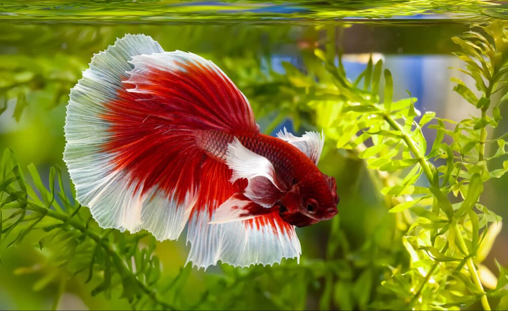how long can betta fish go without food
