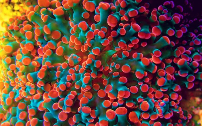 Where to Place Frogspawn Coral | Fishkeeping Adventure