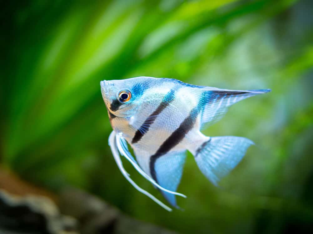 Angelfish in tank