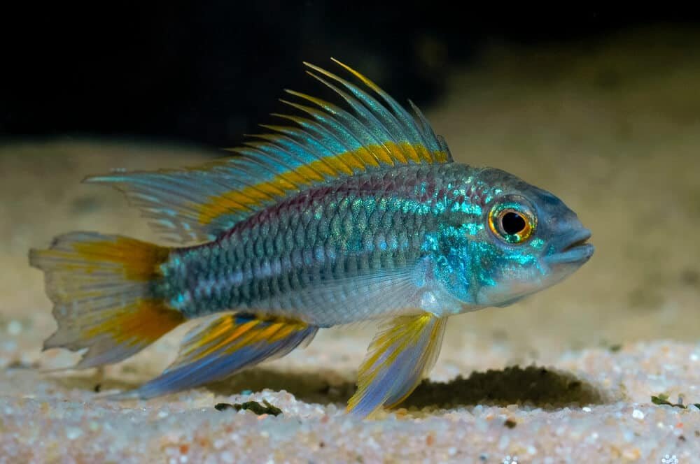 Apistogramma bitaeniata Banded Dwarf Cichlid