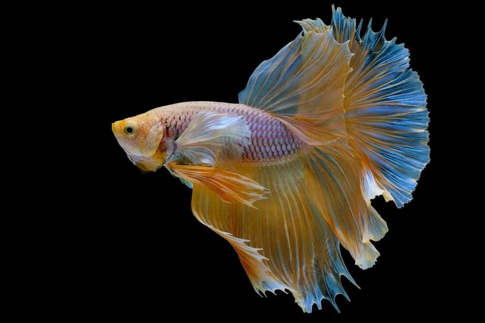 Betta splendens