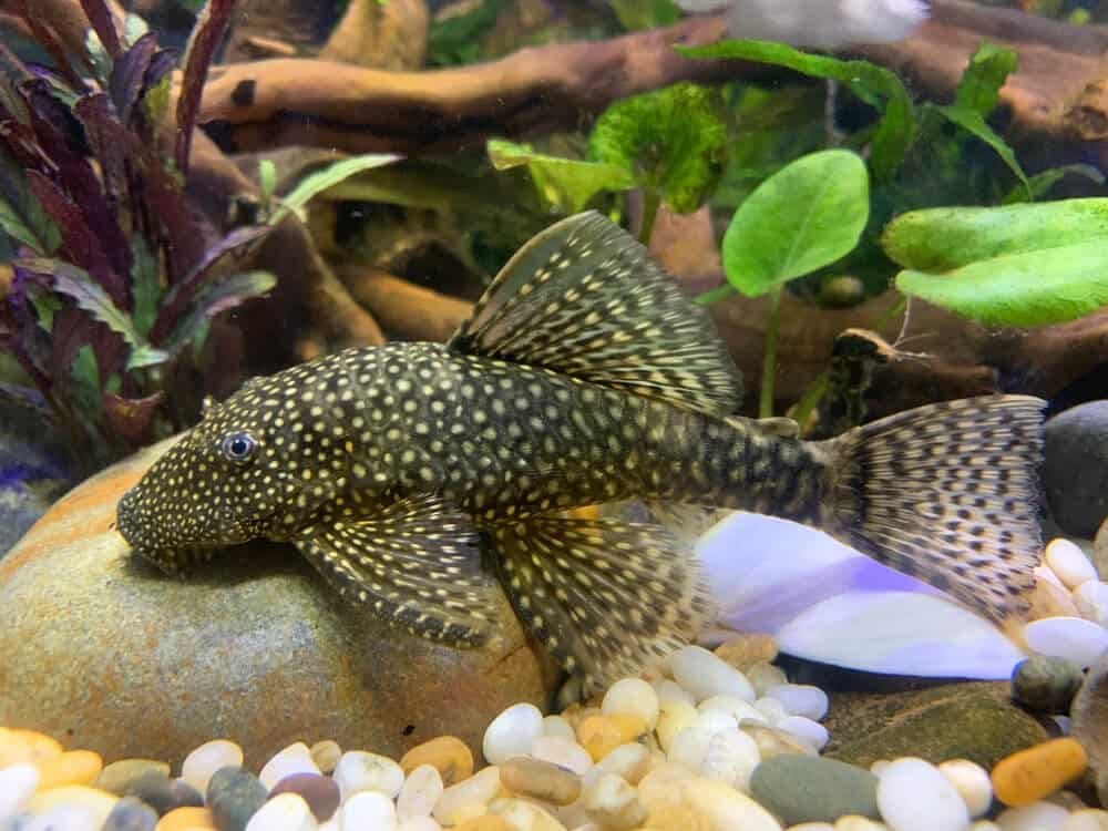 Bristlenose Plecos, freshwater algae eater fish