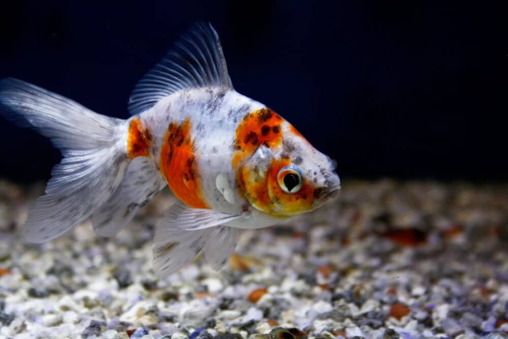 Can goldfish lose their black markings