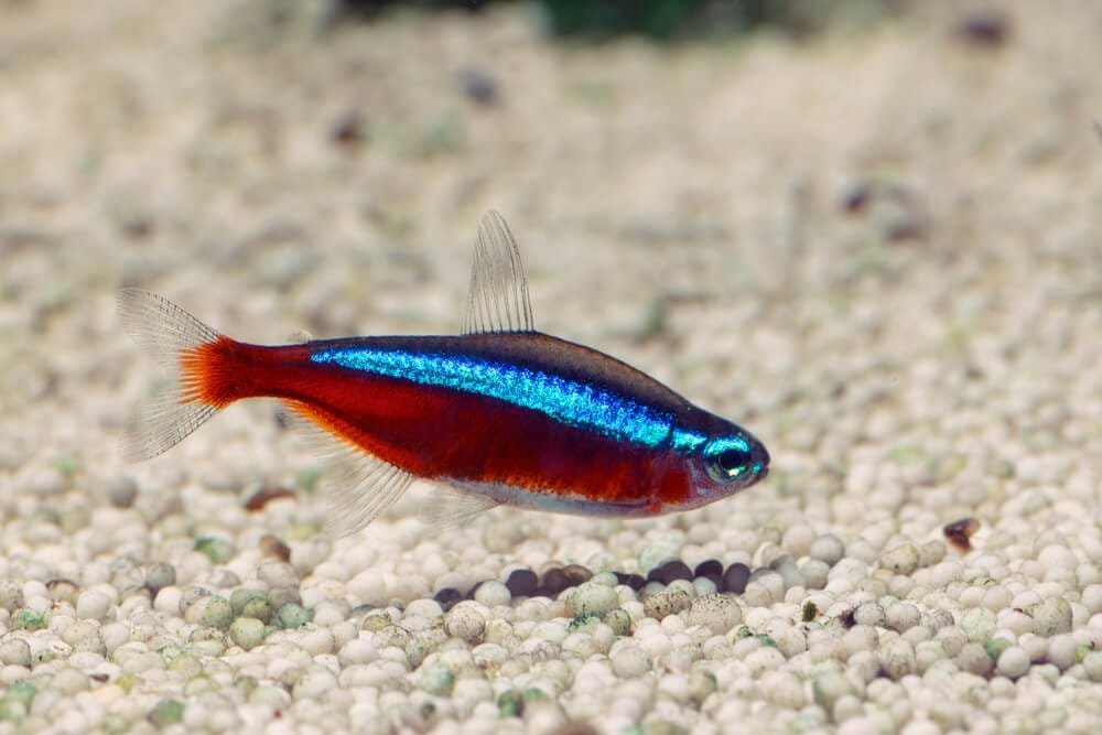 Cardinal tetra (Paracheirodon axelrodi)