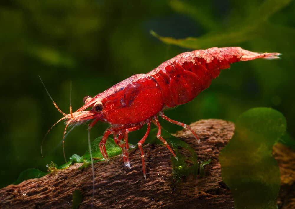 Cherry shrimp female Neocaridina davidi