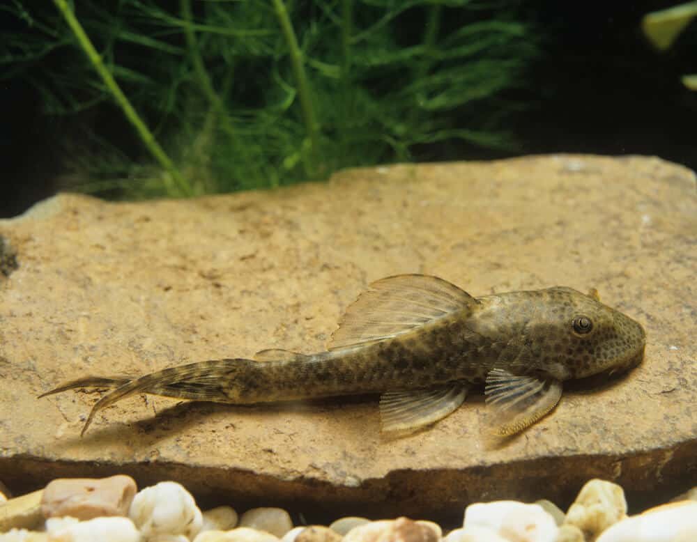 Common Pleco, hypostomus punctatus