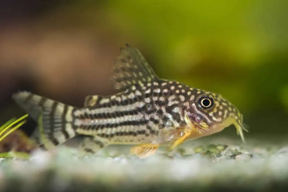 Corydoras Sterbai Catfish Aquarium Tank Mates | Fishkeeping Adventure