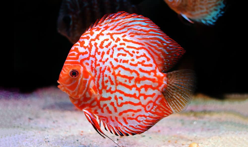 Discus fish - (Symphysodon aequifasciatus)