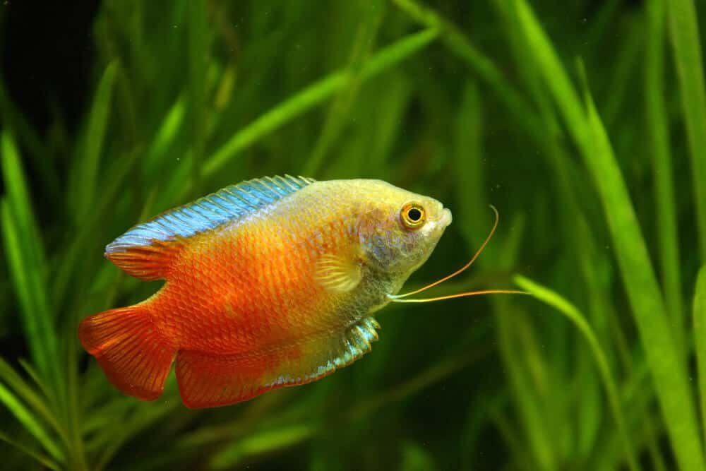 Dwarf Gourami