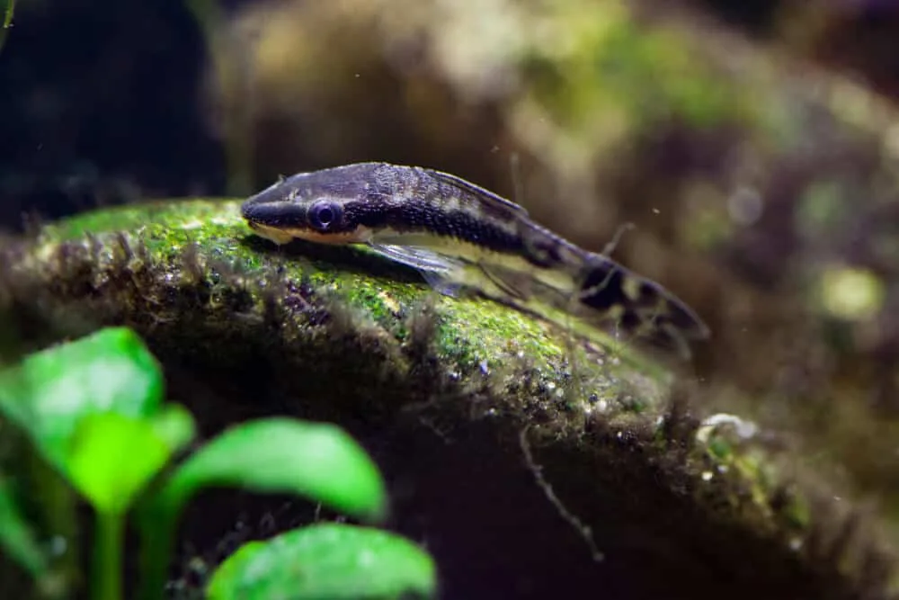 Dwarf Otocinclus Algae Eater Aquarium Tank Mates | Fishkeeping Adventure