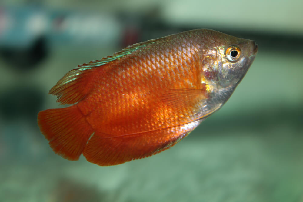 Flame red Dwarf Gourami aquarium fish