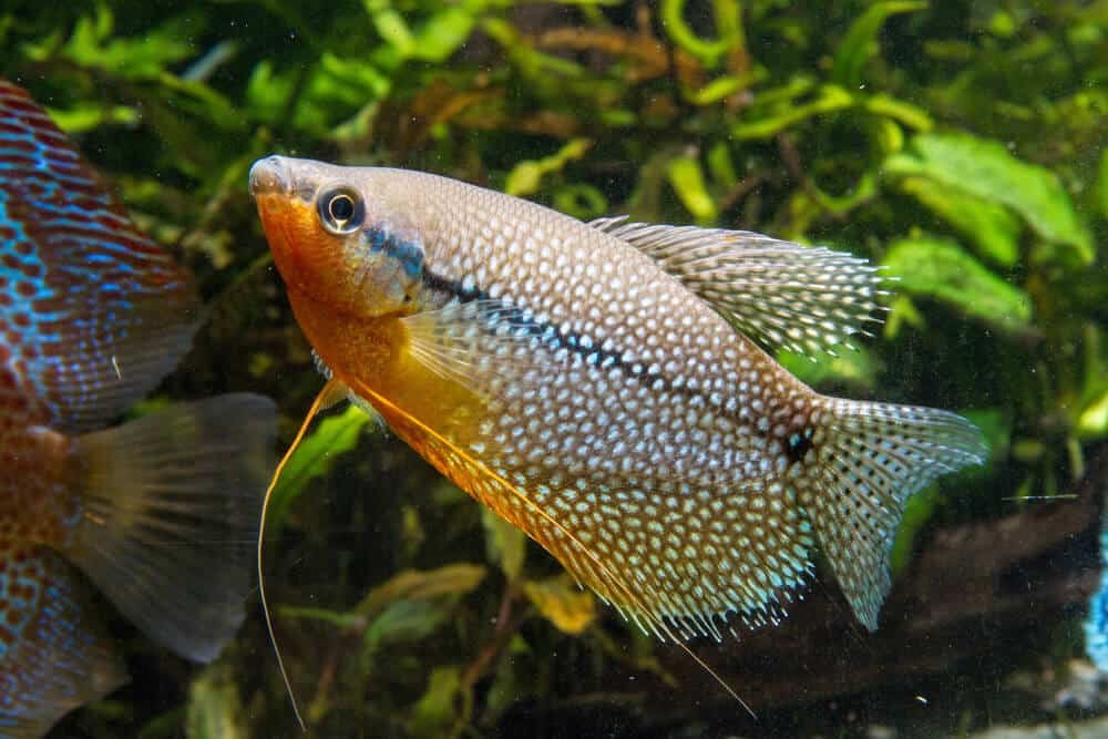 Gourami (Trichopodus leerii)