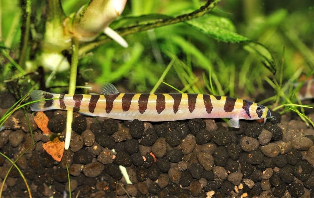 Kuhli loach in freshwater aquarium with aquatic plants