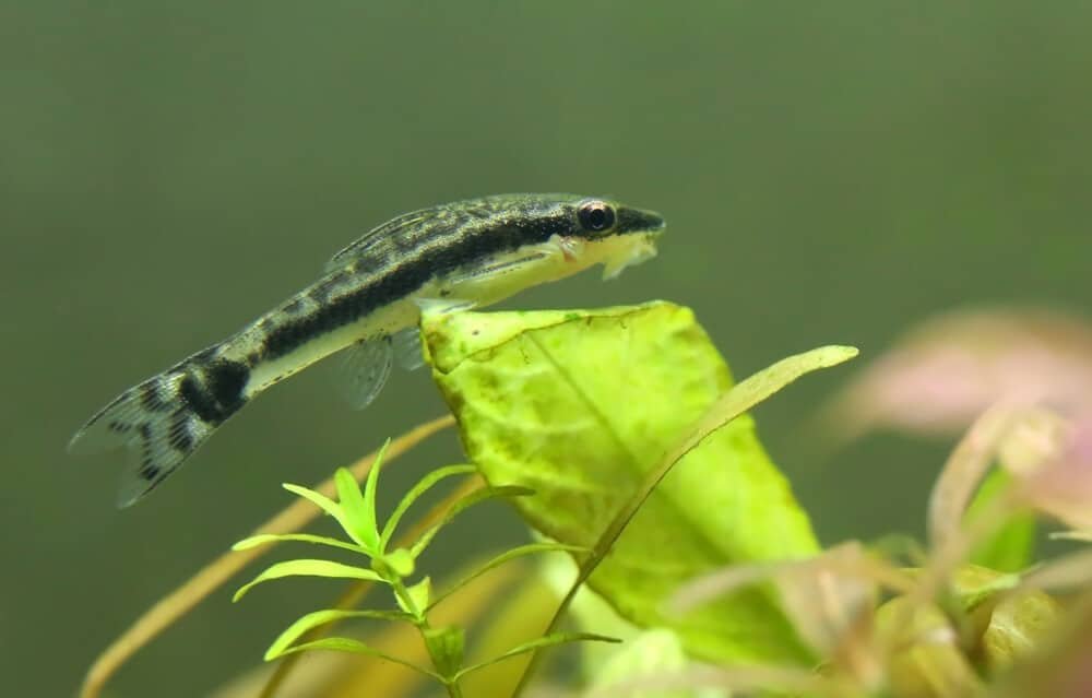 Otocinclus fish sitting on java fern