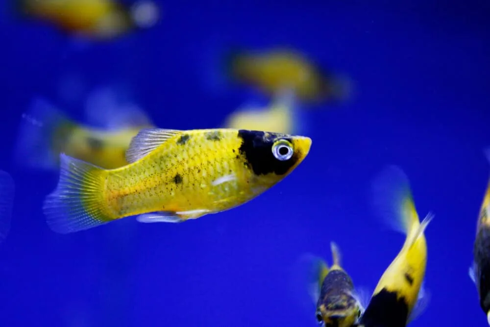Platties Bumble Bee Aquarium Tank Mates | Fishkeeping Adventure