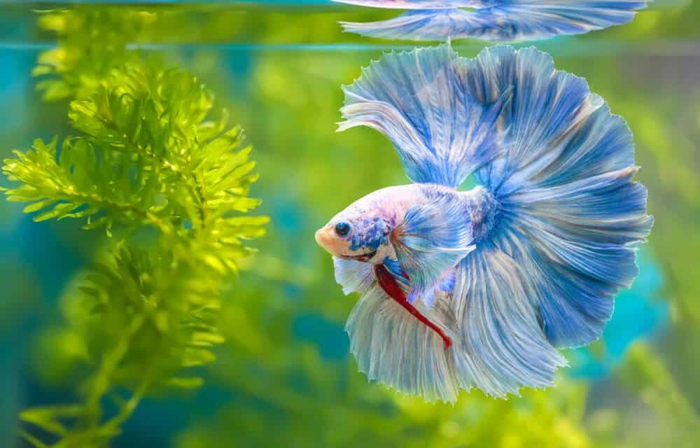 betta fish siamese