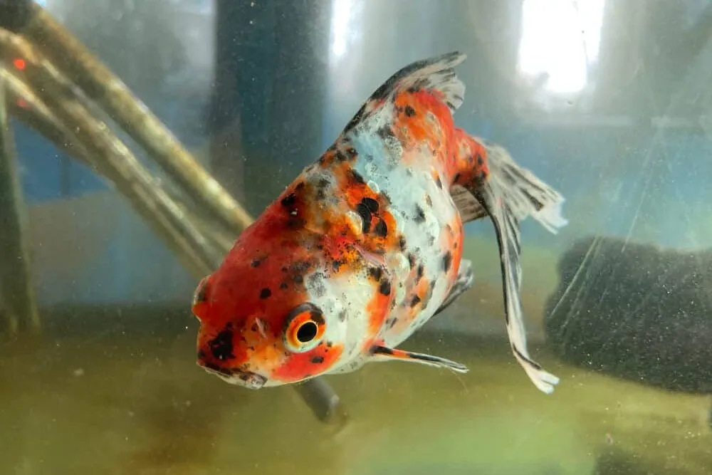 black spots on goldfish | Fishkeeping Adventure