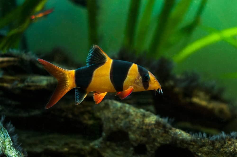 clown loach in fish tank (Chromobotia macracanthus)