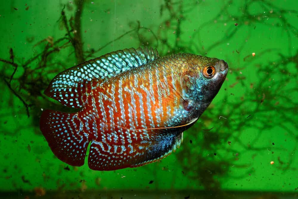 Dwarf Gourami Tank Size | Fishkeeping Adventure