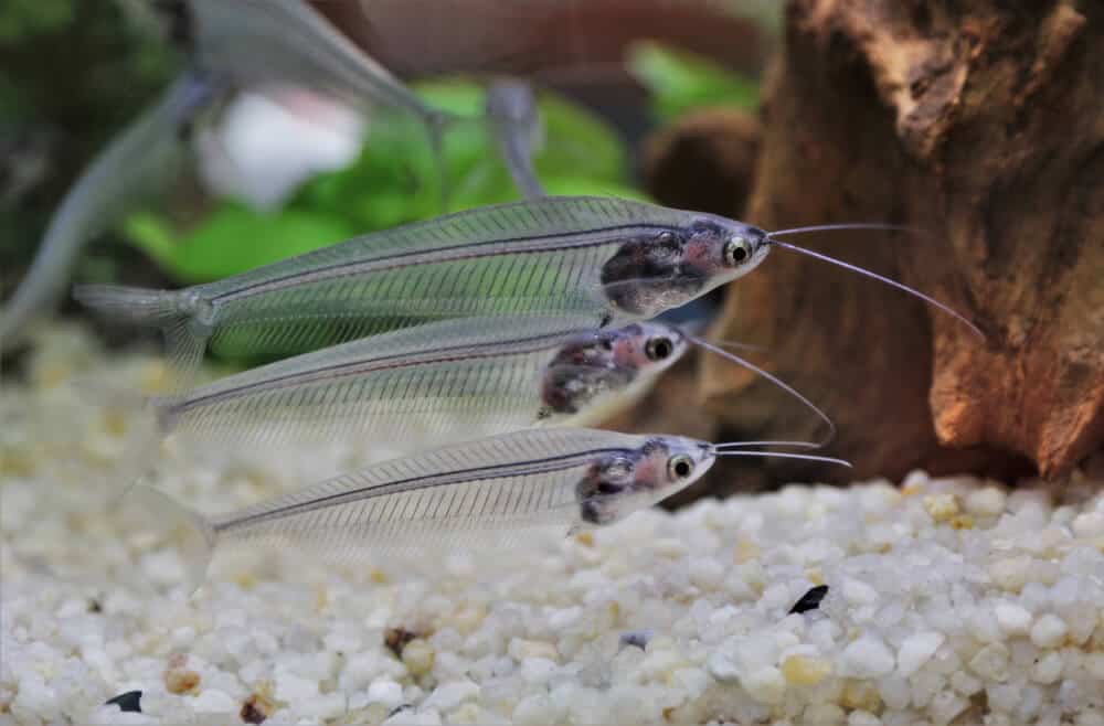 glass catfish (Phantom,Ghost Catfish)