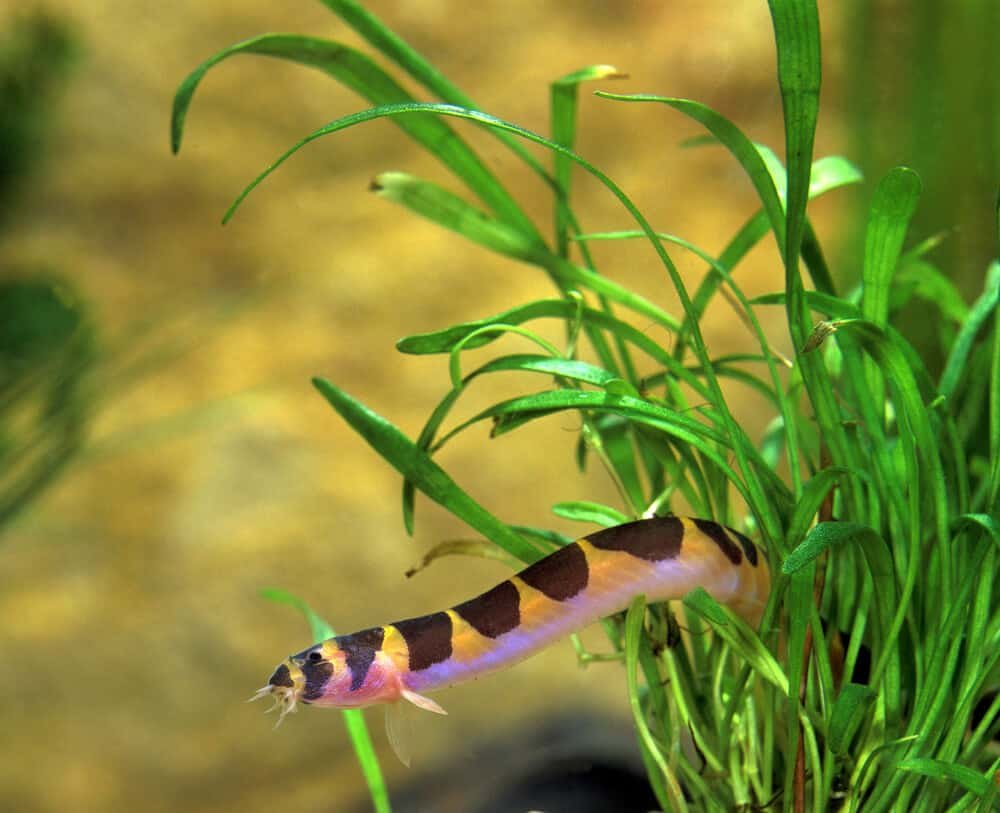 kuhli loach size