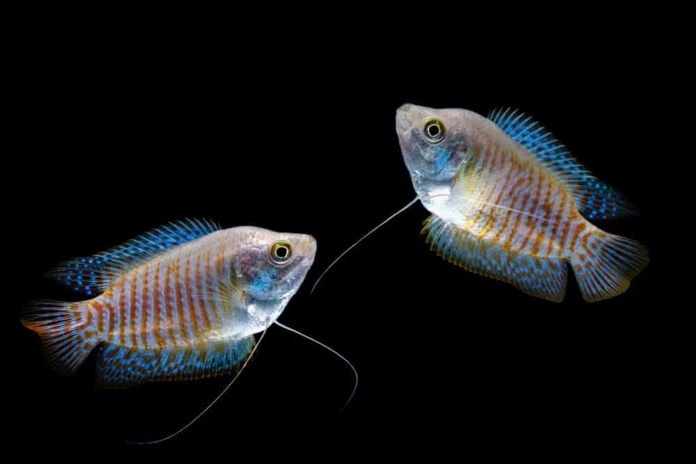 neon blue Dwarf gourami