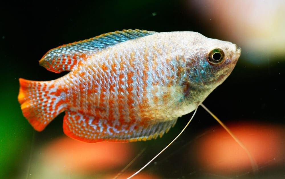 neon dwarf gourami