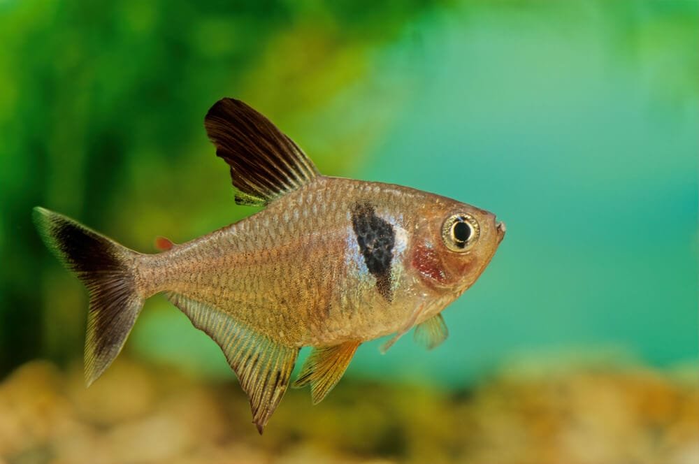 tetra (Hyphessobrycon megalopterus)